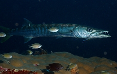 Raja Ampat 2016 - Sphyraena Jello - Pickhandle Barracuda- Barracuda Jello - IMG_5670_rc